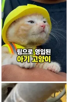 팀으로 영입된 아기 고양이