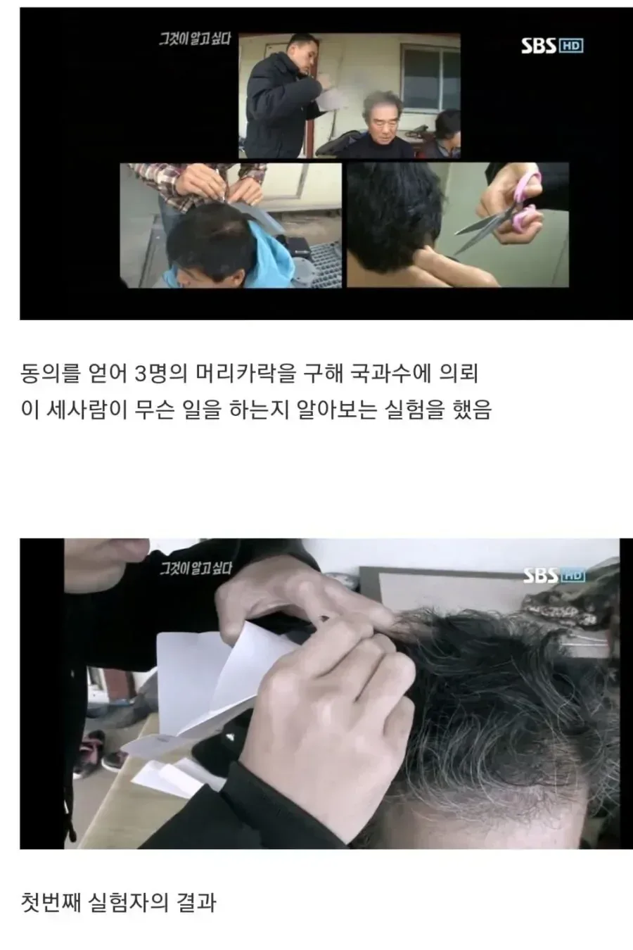 사람의 머리카락은 나이테와 마찬가지