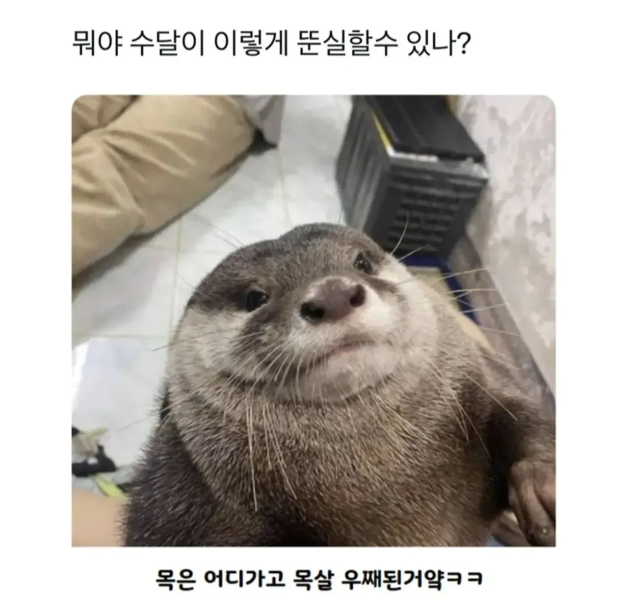 수달이 이렇게 뚠실할 수 있나??
