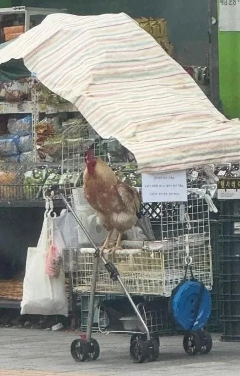 신림동 수탉의 정체.jpg