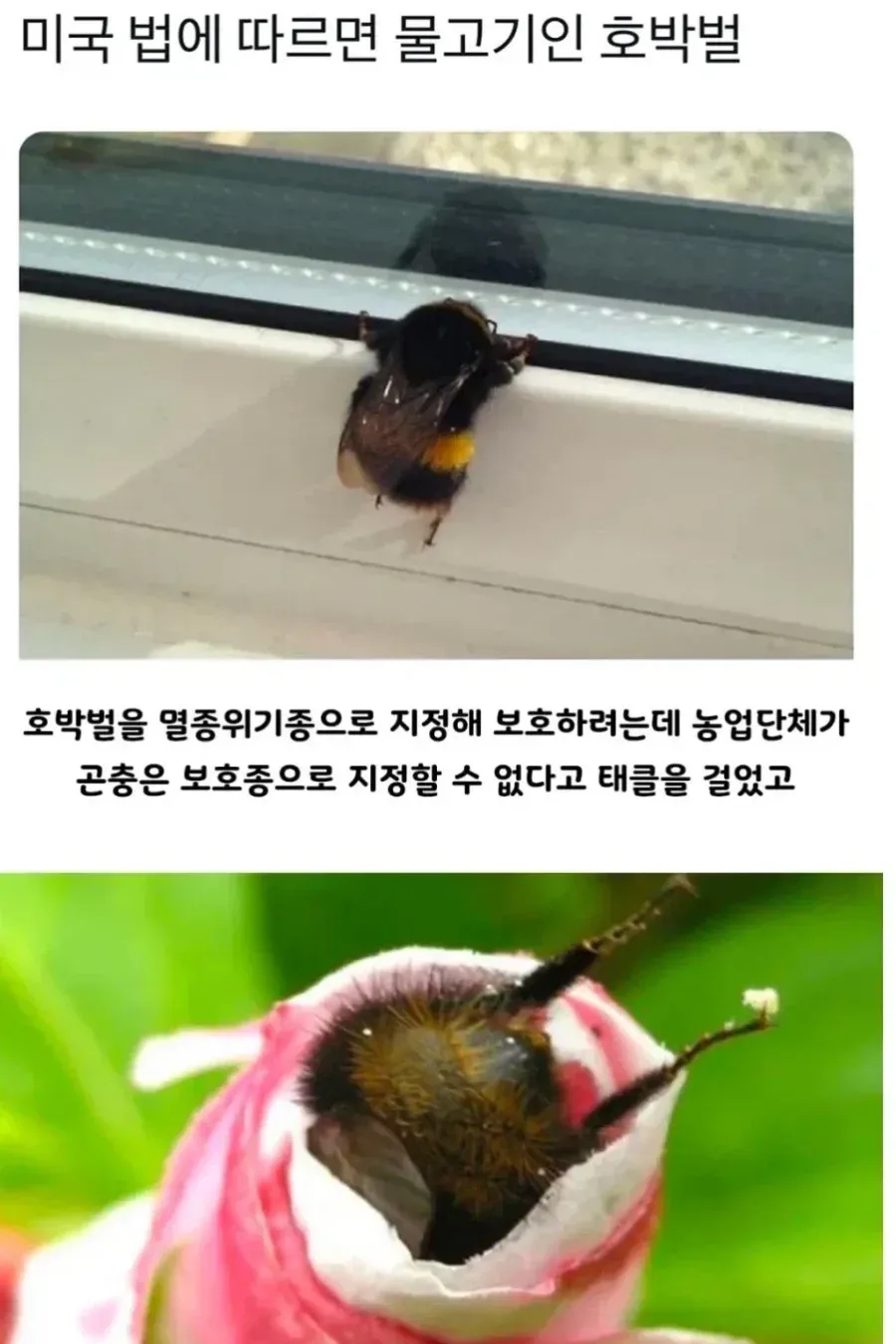 미국에서 물고기로 취급되는 호박벌