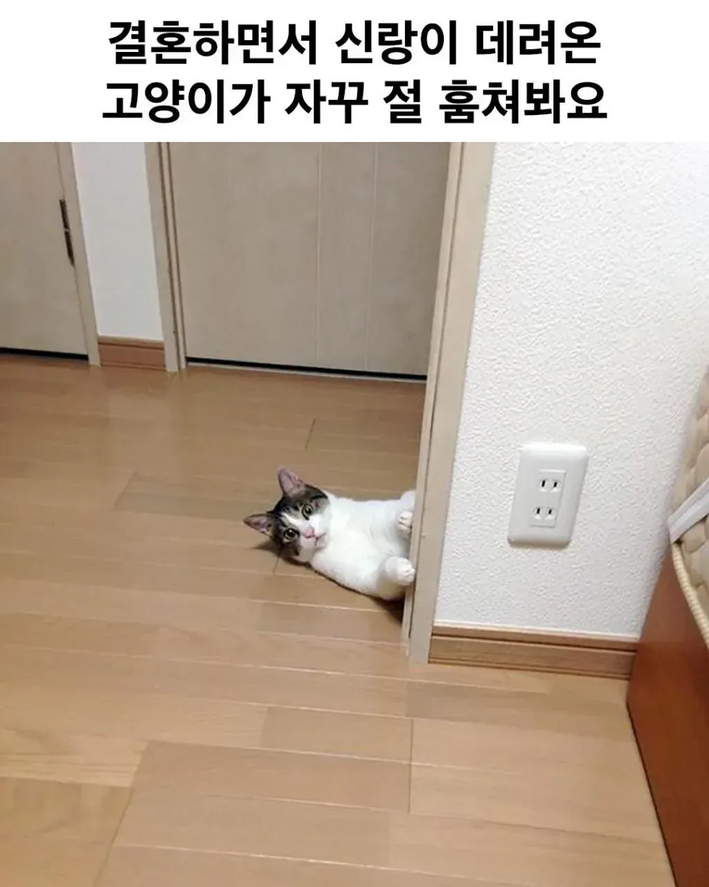 결혼하면서 신랑이 데려온 고양이가 자꾸 절 훔쳐봐요