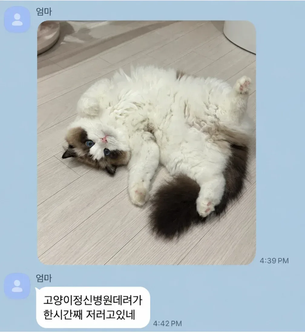 고양이 정신병원에 데려가라는 엄마