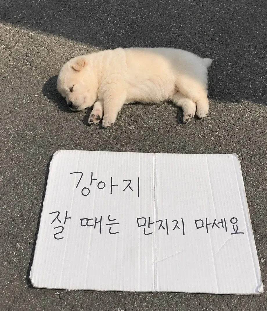 강아지 잘 때는 만지지 마세요
