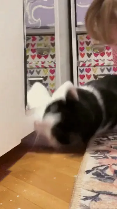 고양이 키우는 사람들의 고충.gif