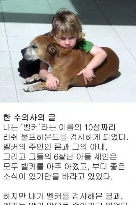 거북이가 악마의 동물인 이유