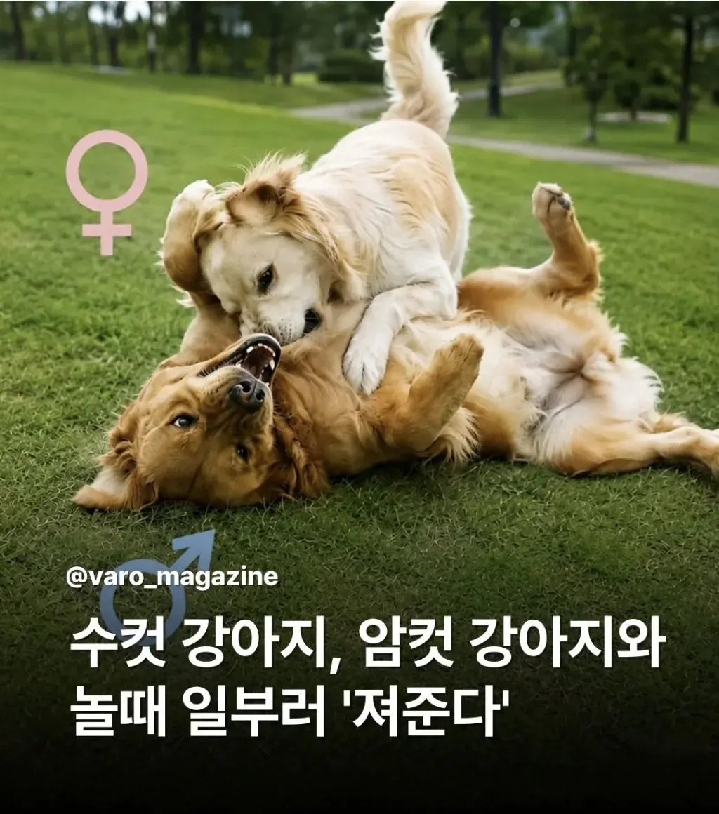 수컷 강아지, 암컷 강아지와 놀때 일부러 '져준다'