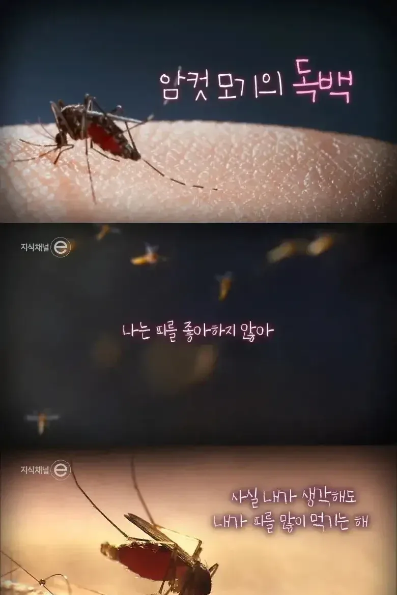 EBS에서 진행한 모기 인터뷰.jpg