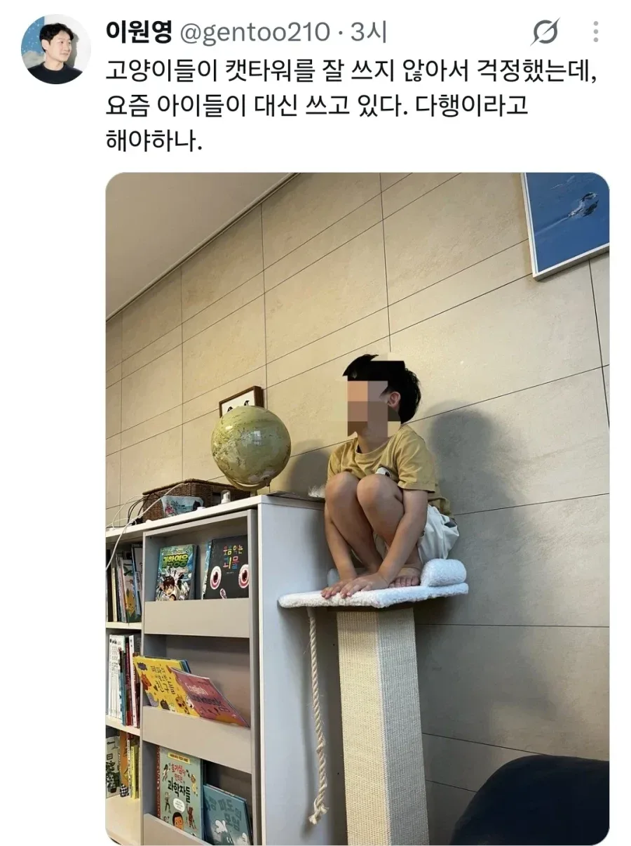 고양이들이 캣타워를 잘 쓰지 않아서 걱정했는데,