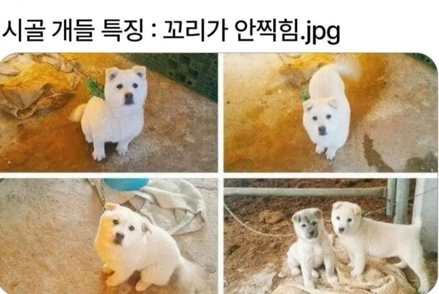 시골개들 특징